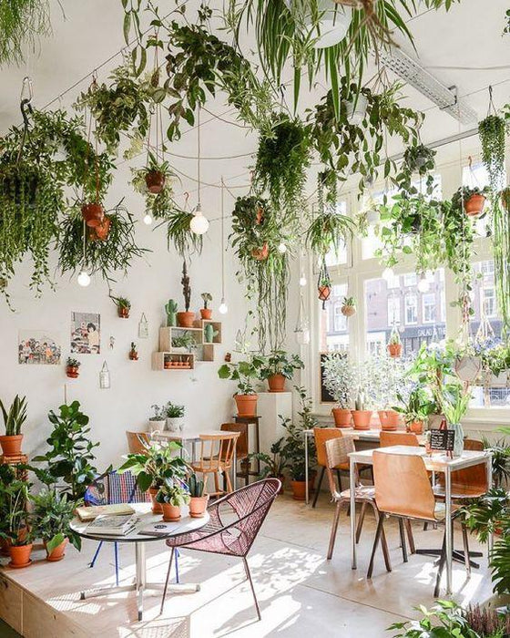 6 Types Of Instagrammable Indoor Plants For Your Home