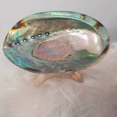 Abalone Shell with Stand New Arrivals Beyond Luxe by Kelly Angel 