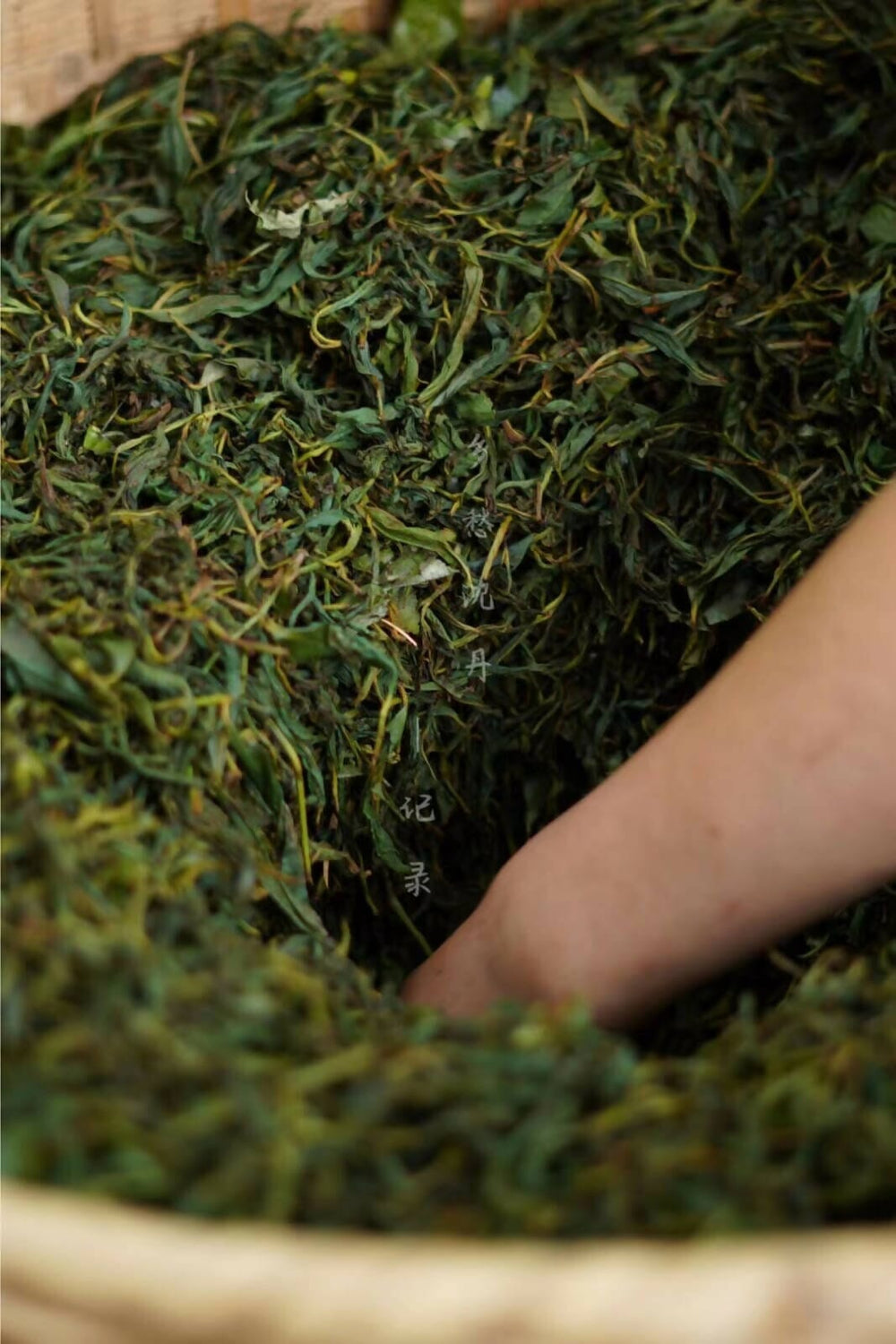 Lapsang Souchong, Wuyi Mountain, Fujian Black Tea |武夷山岩茶 ｜手工制茶 | 正山小种 | Airtight Tea Tins Teas Tea Heritage 